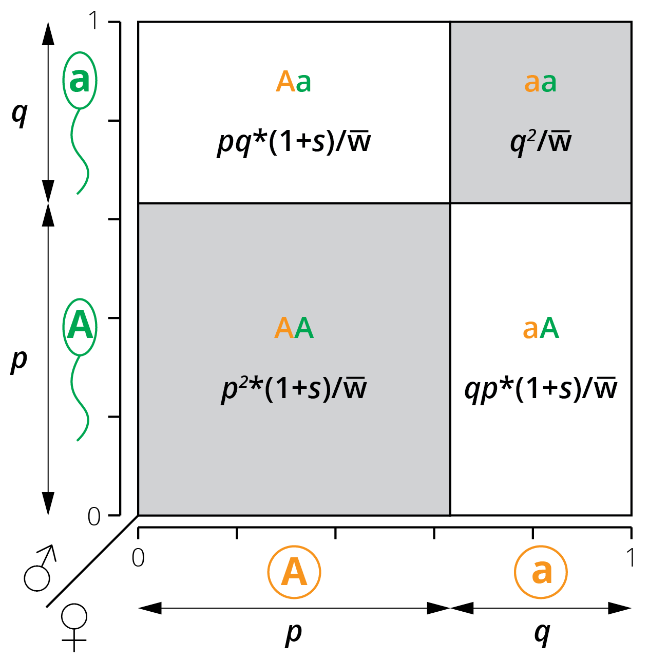 A modified Punnett square illustrates the relationship between allele frequencies (*p* and *q*) and the resulting genotype frequencies when genotypes *AA* and *Aa* have a different fitness than *aa*.