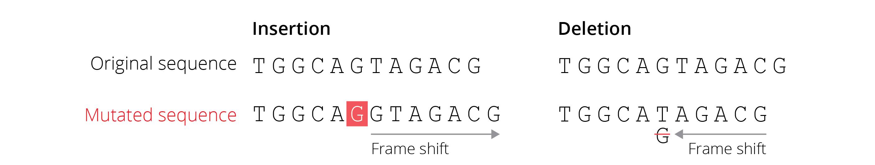 Frameshift mutations caused by insertions or deletions change the amino acid sequence and potentially insert premature stop codons.