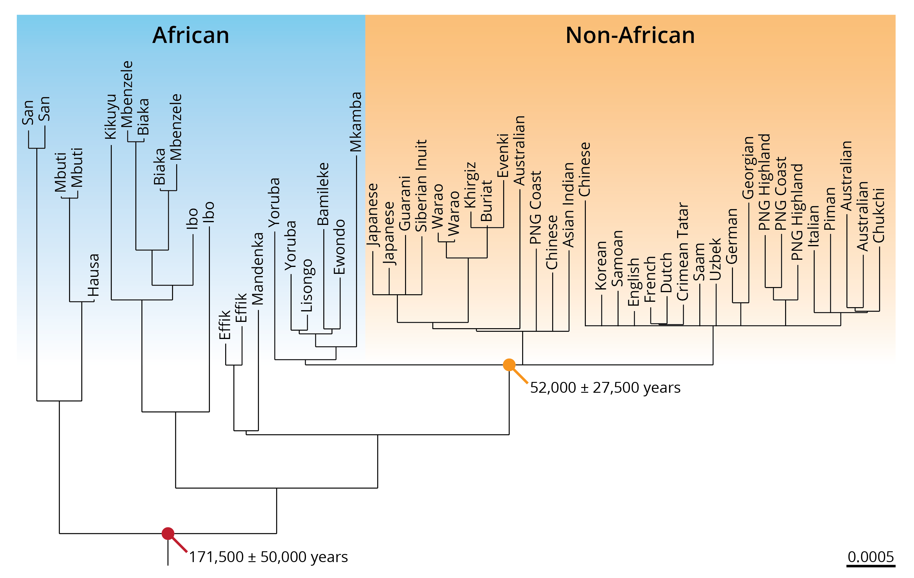 Phylogeny based on mitochondrial DNA sequences of extant human populations. African and non-African populations are indicated in color, and the estimated divergence times are indicated for the last common ancestor of all humans as well as the youngest clade containing both African and non-African populations. Adopted from Ingman et al. (2000).