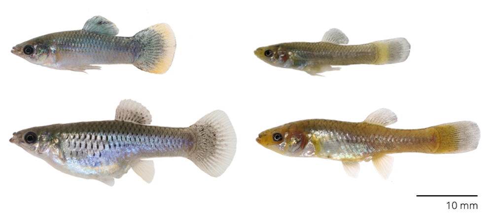 Mollies occur in many surface streams throughout Mexico and Centeral America (left fish; male on top, female below). In the state of Tabasco, mollies have also colonized two caves, and fish from cave populations look noticeably different from their surface counterparts (right fish; male on top, female below). Photo: Michi Tobler