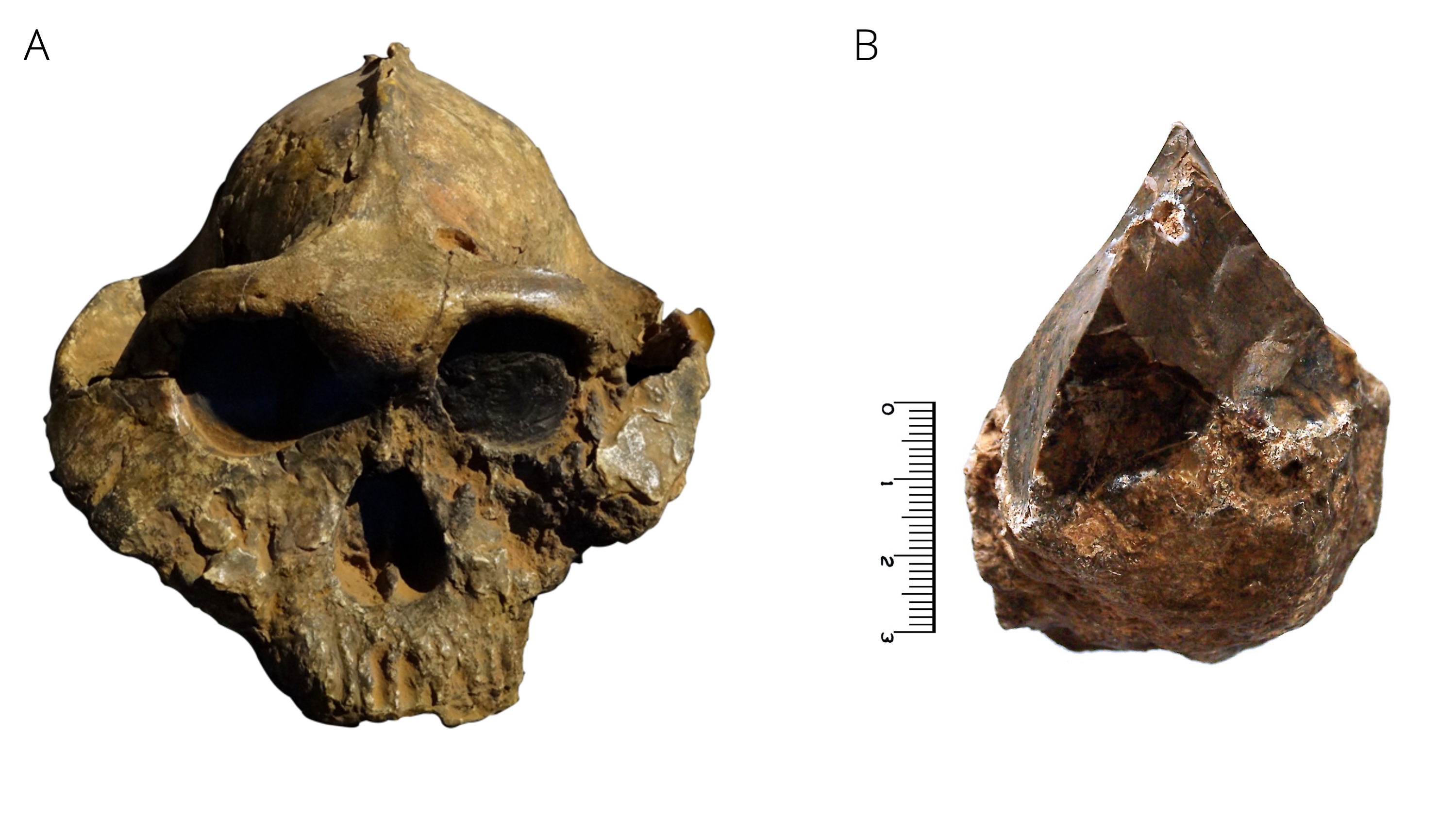 A. The skull of *Paranthropus boisei*, known as KNM ER 406, photographed at the Nairobi National Museum. Photo by Bjørn Christian Tørrissen, [CC BY-SA 3.0](https://creativecommons.org/licenses/by-sa/3.0). B. Oldowan stone chopper. Photo by José-Manuel Benito Álvarez, [CC BY-SA 2.5](https://creativecommons.org/licenses/by-sa/2.5).