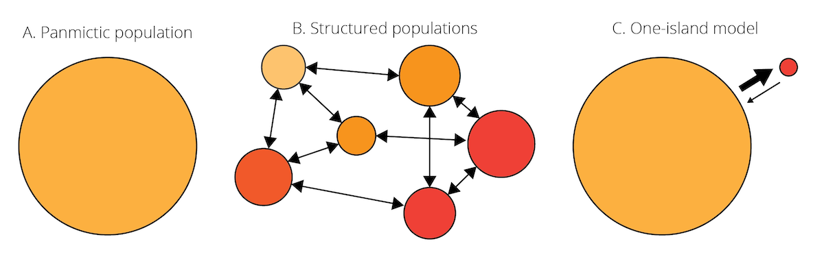 A. Species are often assumed to be relatively homogenous units with panmixia. B. However, species  can also consist of structured populations that are somewhat differentiated but still connected by migration. Variation in color indicates population differentiation; arrows represent patterns of migration among populations. C. Schematic of the one-island migration model.