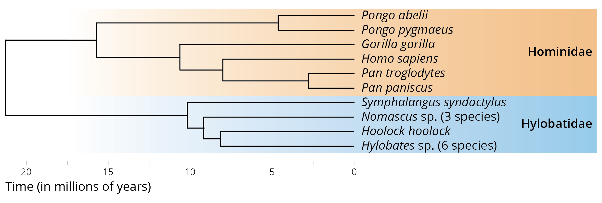 The phylogenetic position of humans relative to other species within the taxon Catarrhini, which includes the family Hominidae (great apes) and Hylobatidae (gibbons). Adopted from Chatterjee et al. (2009).
