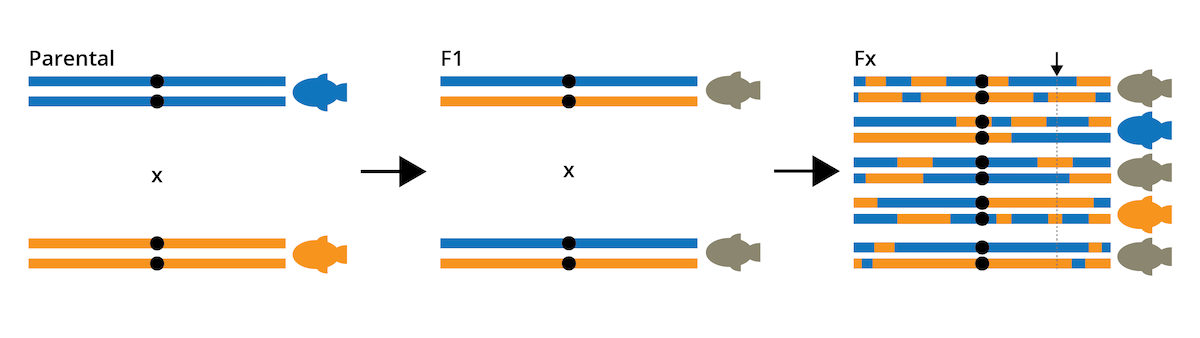 General approach for the creation of a mapping population for QTL analysis. Individuals from opposite ends of the phenotypic spectrum are crossed to obtain an F1 generation, which is then crossed with itself to produce F2 and later (Fx) crosses. Repeated crossing reshuffles genomic segments, which allows for the identification of correlations between genotype and phenotype. For example, the genomic region highlighted with the arrow shows a clear match between genotype and phenotype for each individual; i.e., this locus would be a QTL.