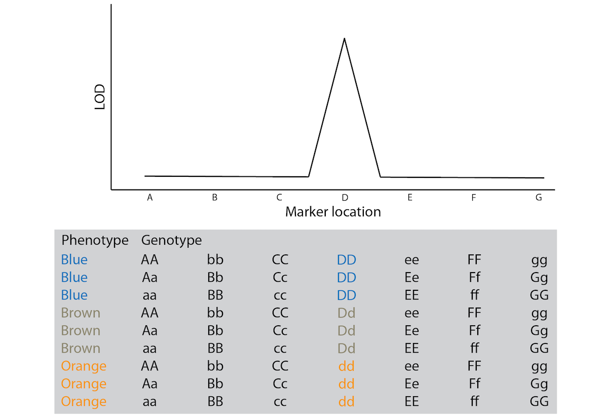 Conceptual illustration of the results from a QTL experiment. The gray box shows the data structure, with information from different individuals organized in rows and phenotypic measurements and genotypes at different loci in columns. The graph above shows a qualitative representation of the correlations between genotype and phenotype in the matrix below.