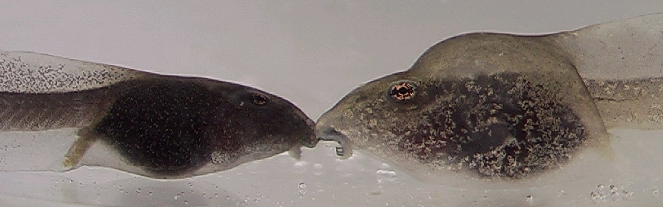 Phenotypic plasticity in *Rana pirica* tadpoles when under predation from salamander larvae: normal (left) and defended (right) morphs. Mori et al. (2009), [CC BY 3.0](https://creativecommons.org/licenses/by/3.0), via Wikimedia Commons.