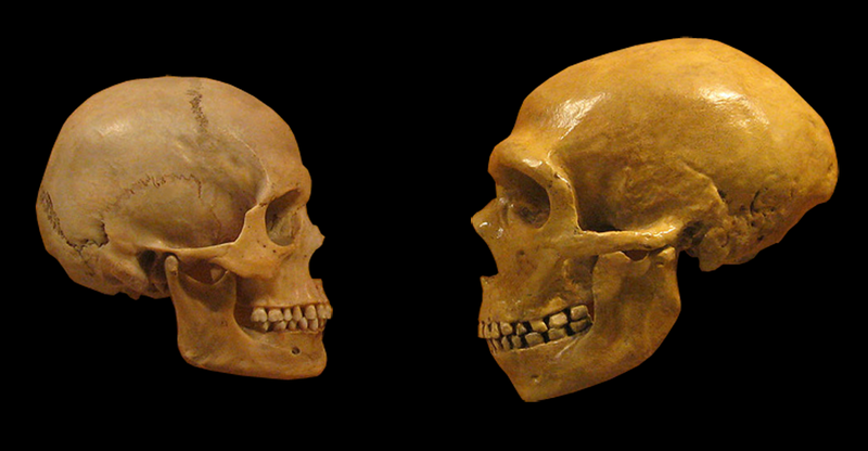 Comparison of modern human (left) and Neanderthal skulls from the Cleveland Museum of Natural History. Illustration by hairymuseummatt (original photo) and DrMikeBaxter (derivative work), [CC BY-SA 2.0](https://creativecommons.org/licenses/by-sa/2.0).