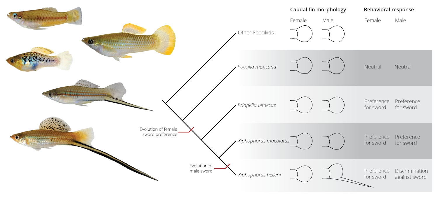 The evolution of female preferences for a sword-like appendage in the caudal fin of some Poeciliid fishes predates the evolution for the actual male traits (adopted from Basolo 2002). Pictures on the left size show *Priapella*, *Poecilia*, *Xiphophorus maculatus*, and two species of swordtails (*X. hellerii* and *X. montezumae*).