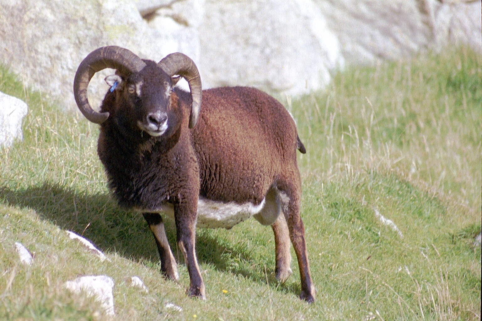 A male Soay sheep (*Ovis aries*). Photo by [Owen Jones](https://www.flickr.com/photos/jonesor/), [CC BY-NC-SA 2.0](https://creativecommons.org/licenses/by-nc-sa/2.0/).