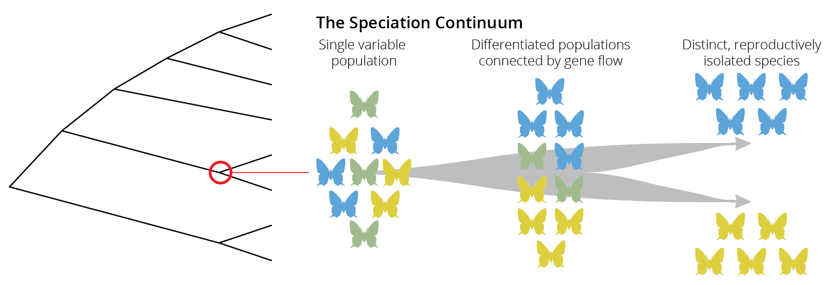 Speciation is not typically an instantaneous process. Rather, species evolve gradually along a speciation continuum that ranges from a single population, to differentiated populations connected by gene flow, to distinct and reproductively isolated populations.