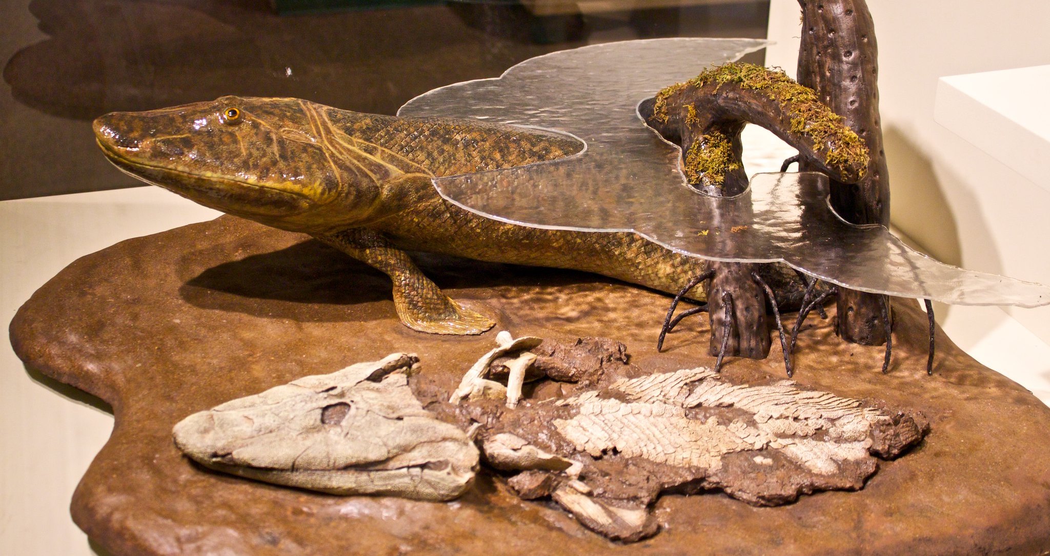 *Tiktaalik roseae*, artist reconstruction and cast of the fossil as displayed at The Harvard Museum of Natural History. Photo by [Maggie](https://www.flickr.com/photos/tankgrrl/4665662106), [CC BY-NC-ND 2.0](https://creativecommons.org/licenses/by-nc-nd/2.0/).