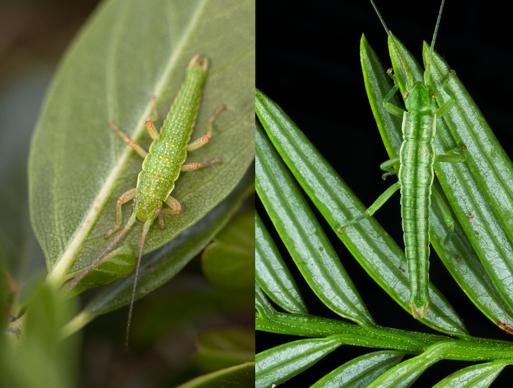 *Timema* stick insects have adapted to different host plants. Left: *T. cristinae* on one of its hosts, Greenbark (*Ceanothus spinosus*). Photo by [Aaron C](https://www.flickr.com/photos/90276319@N07/14165790793), [public domain](https://creativecommons.org/publicdomain/mark/1.0/). Right: *T. poppensis* on its host, Redwood (*Sequoia sempervirens*). Photo by [Moritz Muschick](https://www.flickr.com/photos/bmc_ecology/8592831488), [CC BY 2.0](https://creativecommons.org/licenses/by/2.0).