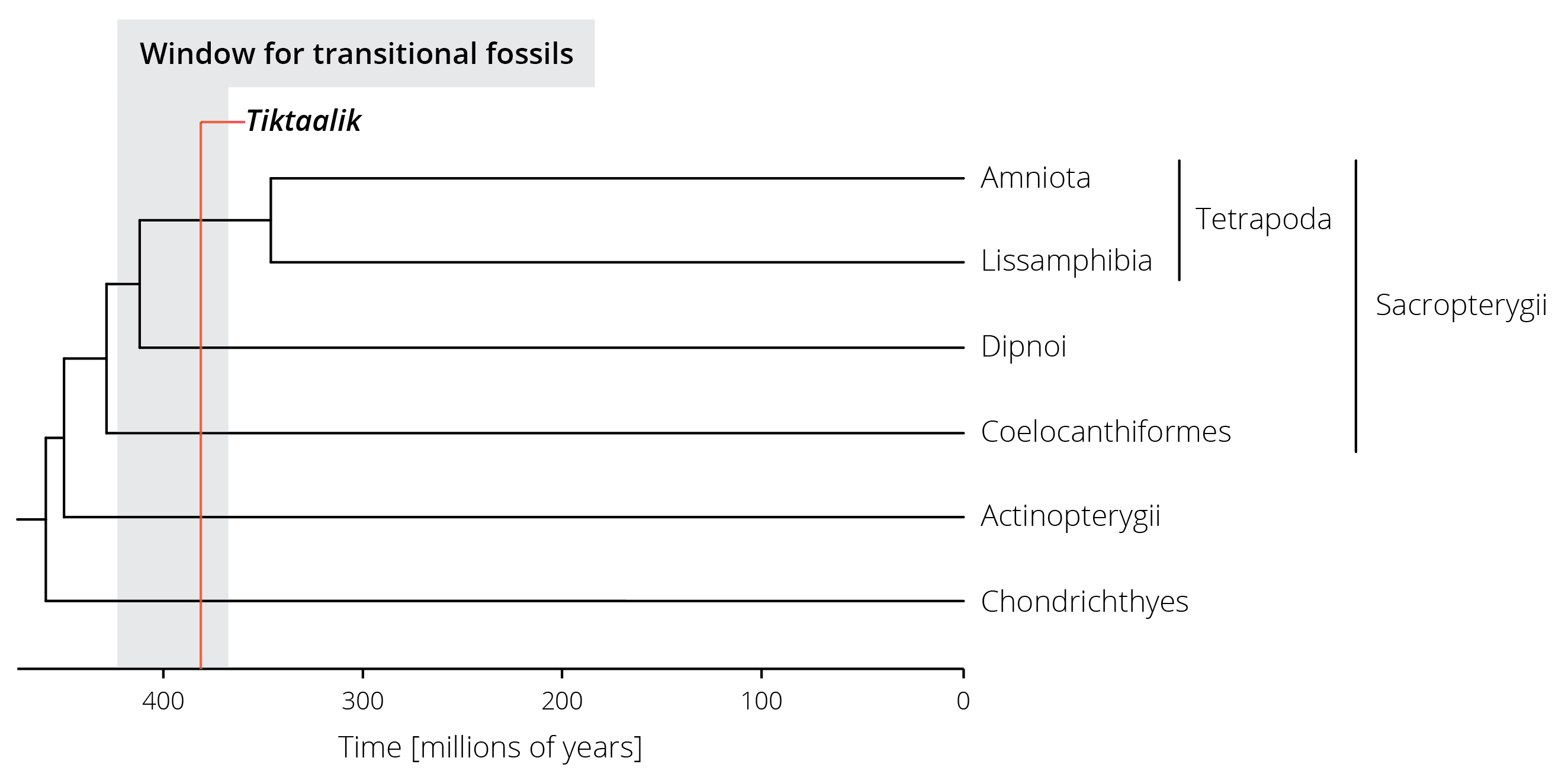 A simplified phylogenetic tree of vertebrates. Terrestrial vertebrates (Tetrapoda) are part of the lobed-finned fishes (Sacropterygii) and split from their sister group (the lungfishes, Dipnoi) between 350 and 425 million years ago. The estimated range for potential transitional fossils is highlighted in gray, the age of the *Tiktaalik* fossil in red. 