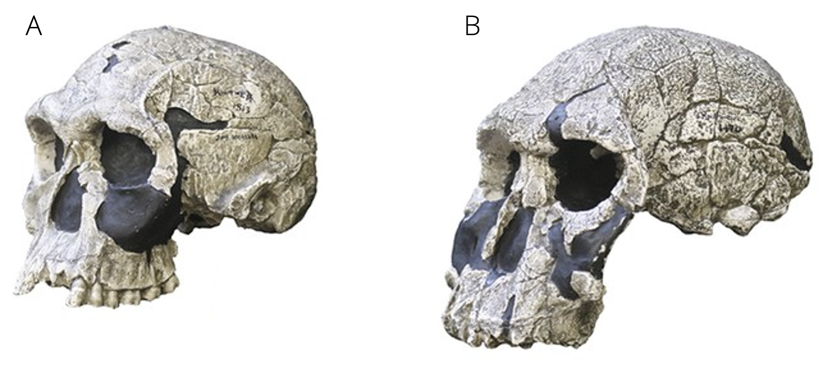 A. Skull of *Homo habilis*. B. Skull of *H. rudolfensis*. Photos by Hawks et al. (2017).